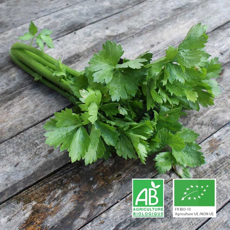 Céleri-branche bio