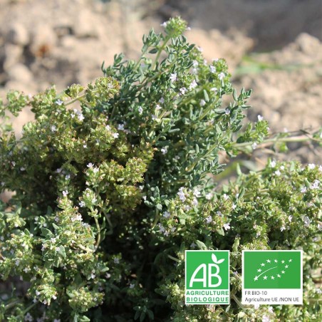 thym en bouquet bio