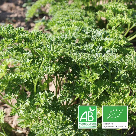 Persil frisé, bouquet