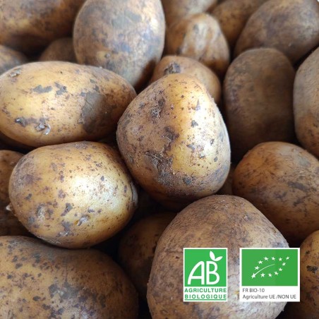 Pomme de terre bio tendre bintje