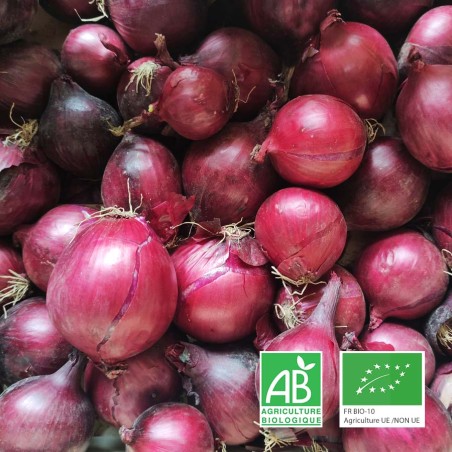 Oignons rouges bio
