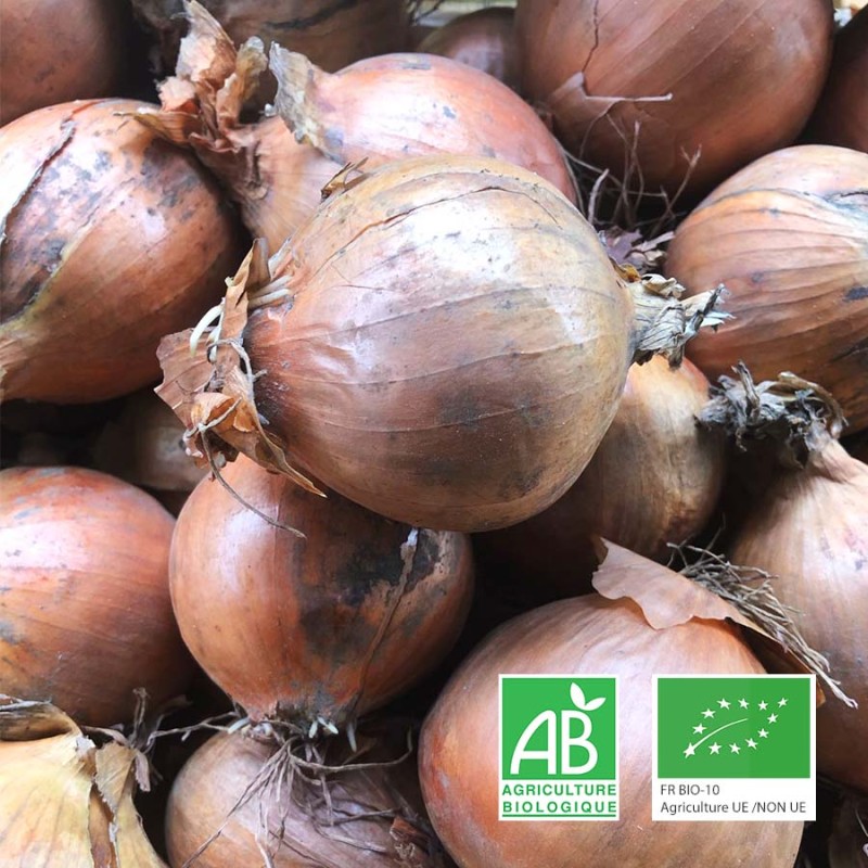 Oignons jaunes bio