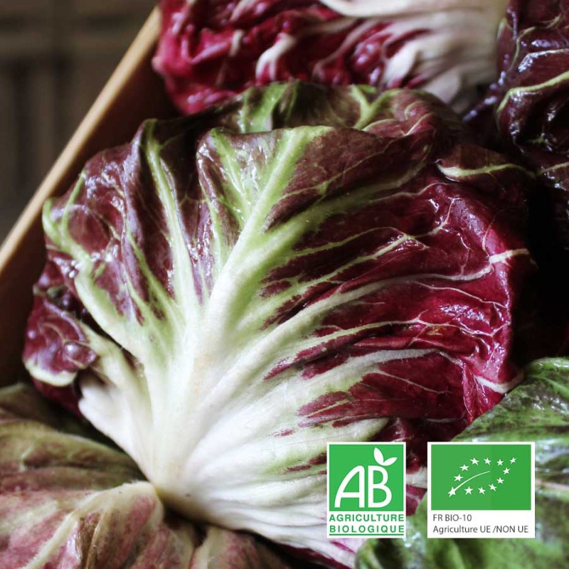 Chicorée chioggia bio Le Biau Geai