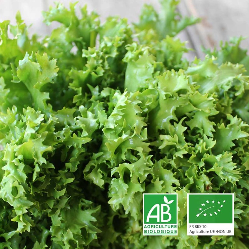 Chicorée frisée bio Le Biau Geai