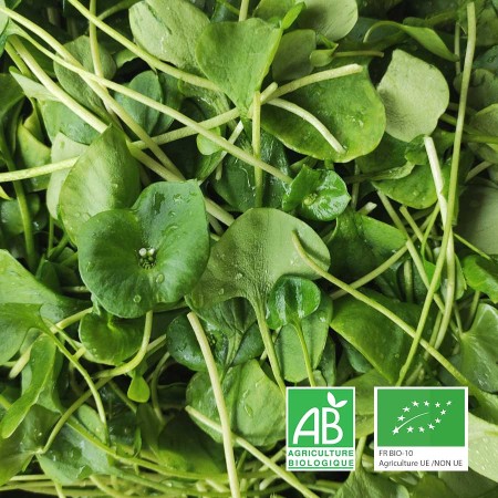 Pourpier Claytone de Cuba BIO