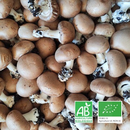 Champignons bruns BIO