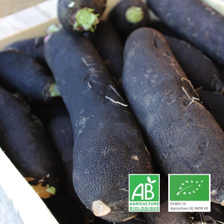 Radis noirs longs bio