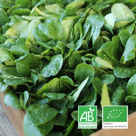 mâche bio Le Biau Geai