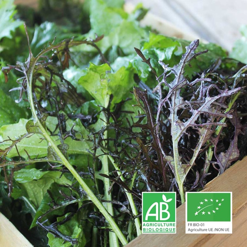 Mesclun asiatique Le Biau Geai