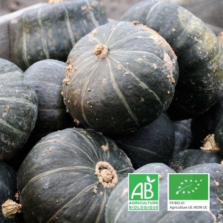 Potimarron vert Hokkaïdo, pièce