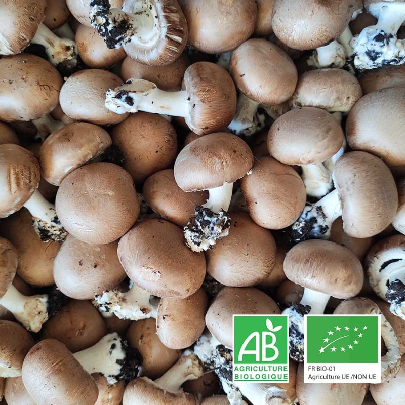 Champignons de Paris bruns bio Champspaniers