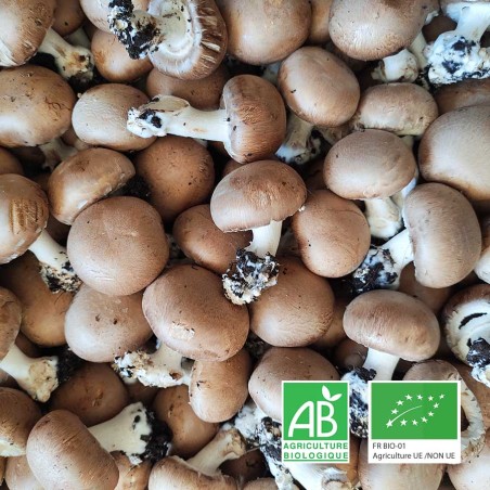 Champignons de Paris bruns bio Champspaniers