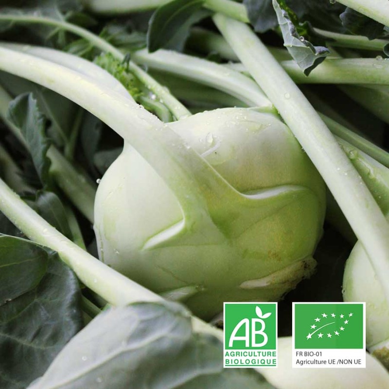 Chou rave Anjou Touraine bio