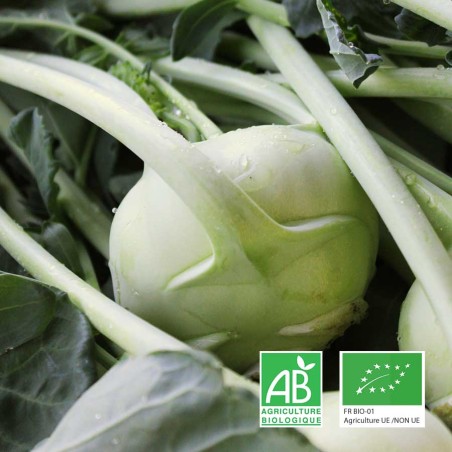 Chou rave Anjou Touraine bio