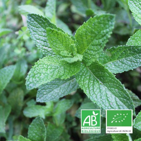 Bouquet de menthe bio