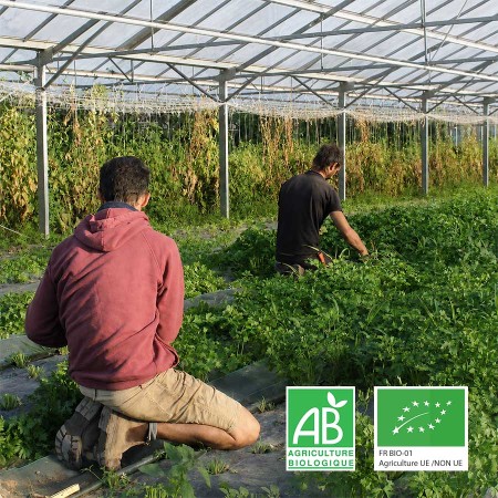 Persil plat agriculture biologique