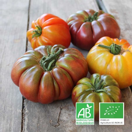 Récolte de notre mélange de tomates anciennes bio, cultivées sur notre ferme.