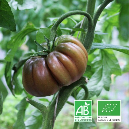 Des tomates anciennes récoltées à maturité pour révéler toutes leurs saveurs.