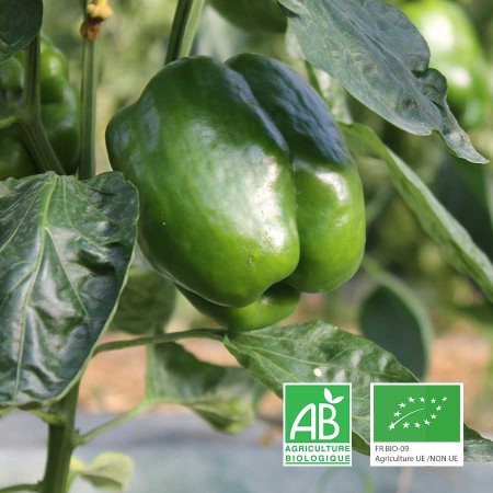Poivron vert en cours de maturation sur son plant, cultivé en agriculture biologique sur notre ferme et récolté à la main.