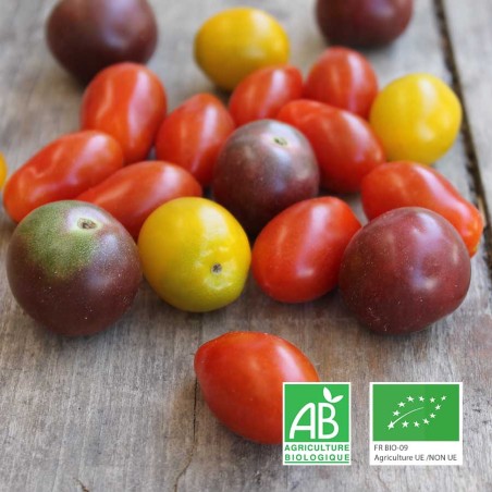 tomates cerises mélange bio