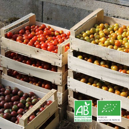 tomates cerises multicolores bio