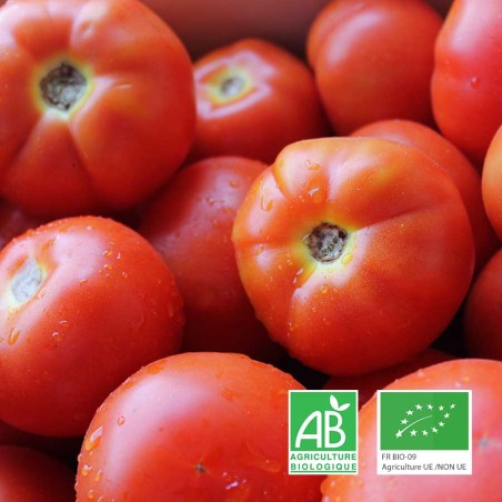 Tomates rondes rouges bio