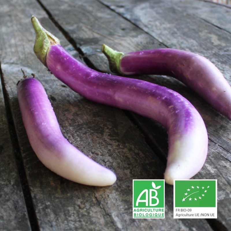 Aubergines japonnaises bio