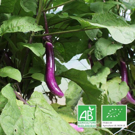 Aubergines longues Anjou agriculture biologique