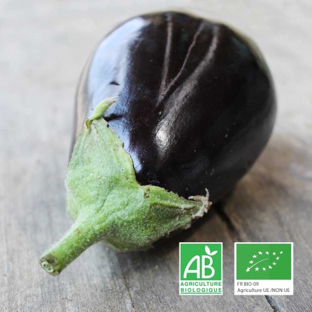 Aubergine noire bio cultivée sur notre ferme à Baugé-en-Anjou.