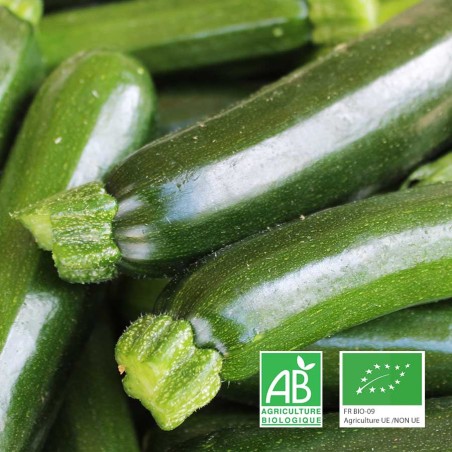 Courgette Maraîchage Biologique