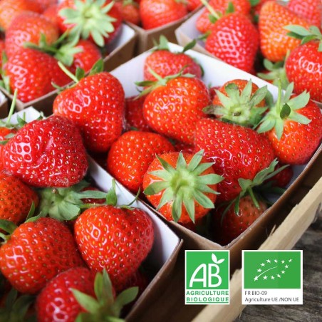 Fraises bio Anjou Touraine
