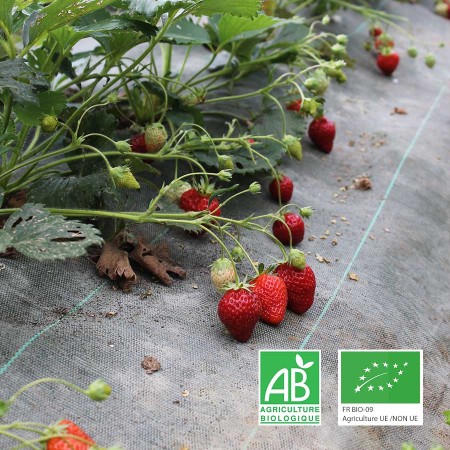 Fraises maraichage biologique