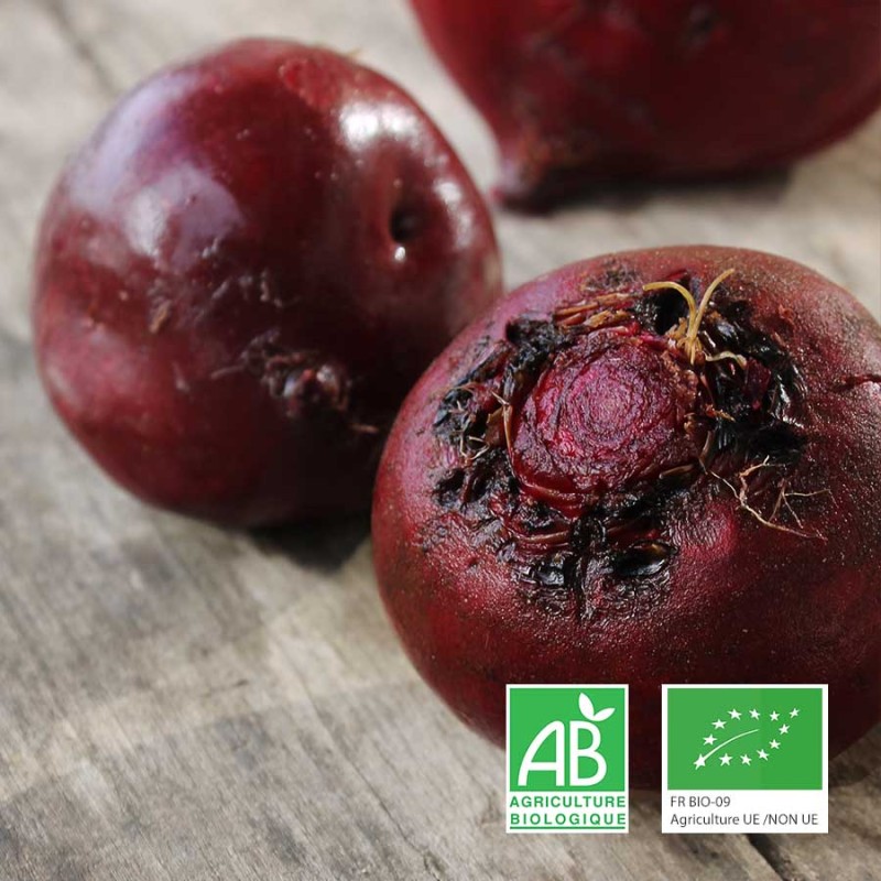 Betteraves rouges bio cultivées à Baugé-en-Anjou.