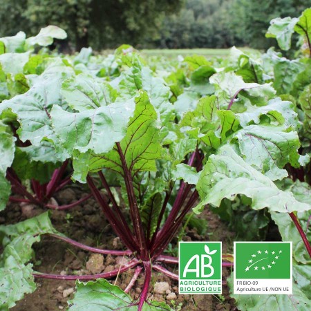 Betteraves rouges bio cultivées à Baugé-en-Anjou.