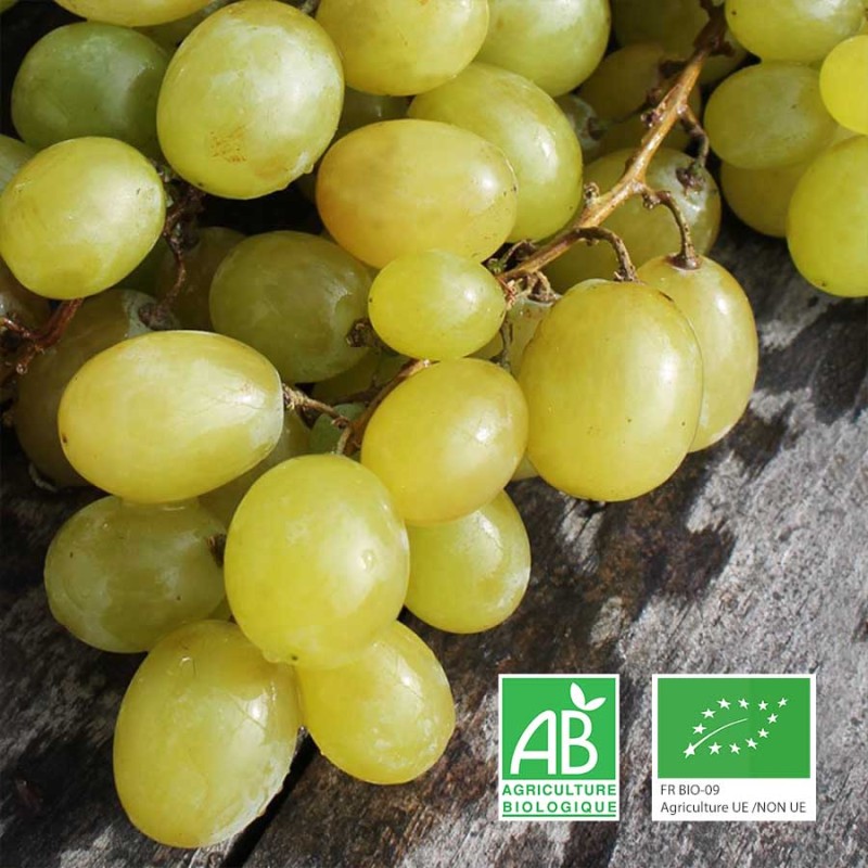 Raisin blanc italien bio