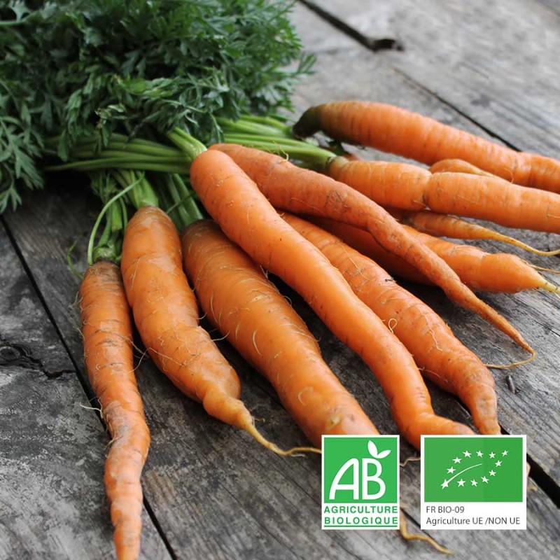 Carottes botte bio Champspaniers Anjou