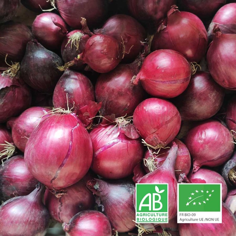 Oignons rouges bio Champspaniers