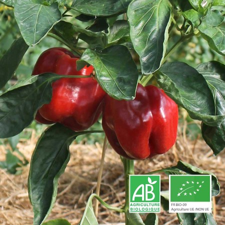 Poivrons rouges ferme Anjou