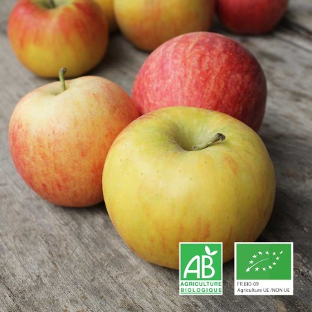 Pommes Gala bio Anjou