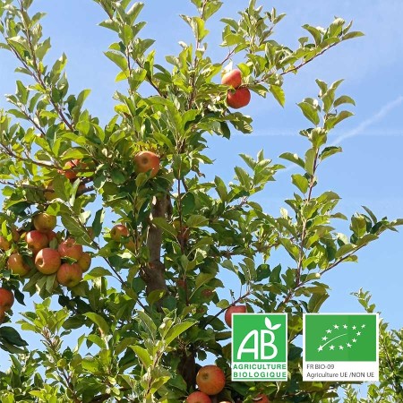 Pommes bio sur leur arbre avant cueillette