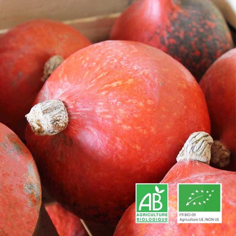 Potimarron bio cultivé en Anjou