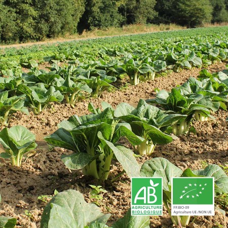 Chou pak-choï agriculture biologique