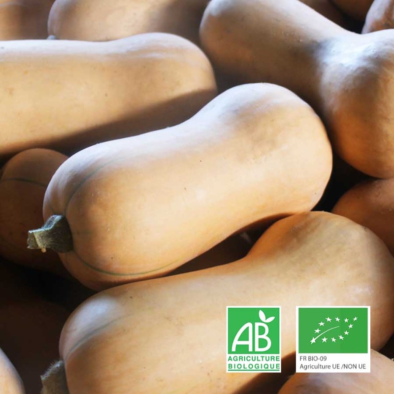 Butternut agriculture biologique Anjou