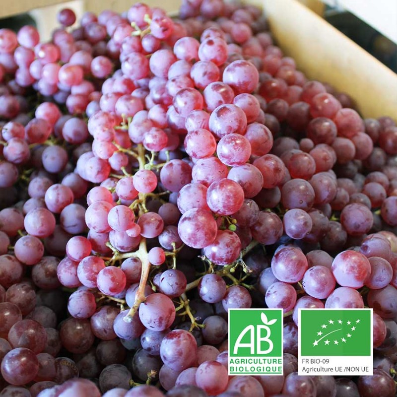 Raisin bio chasselas violet Anjou