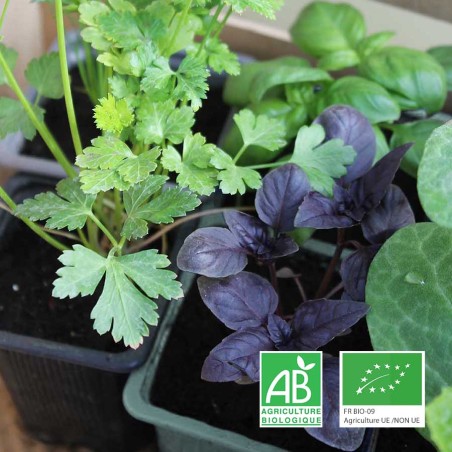 Vente de plants bio Maine et Loire