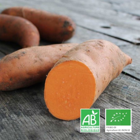 Patates douces bio Anjou