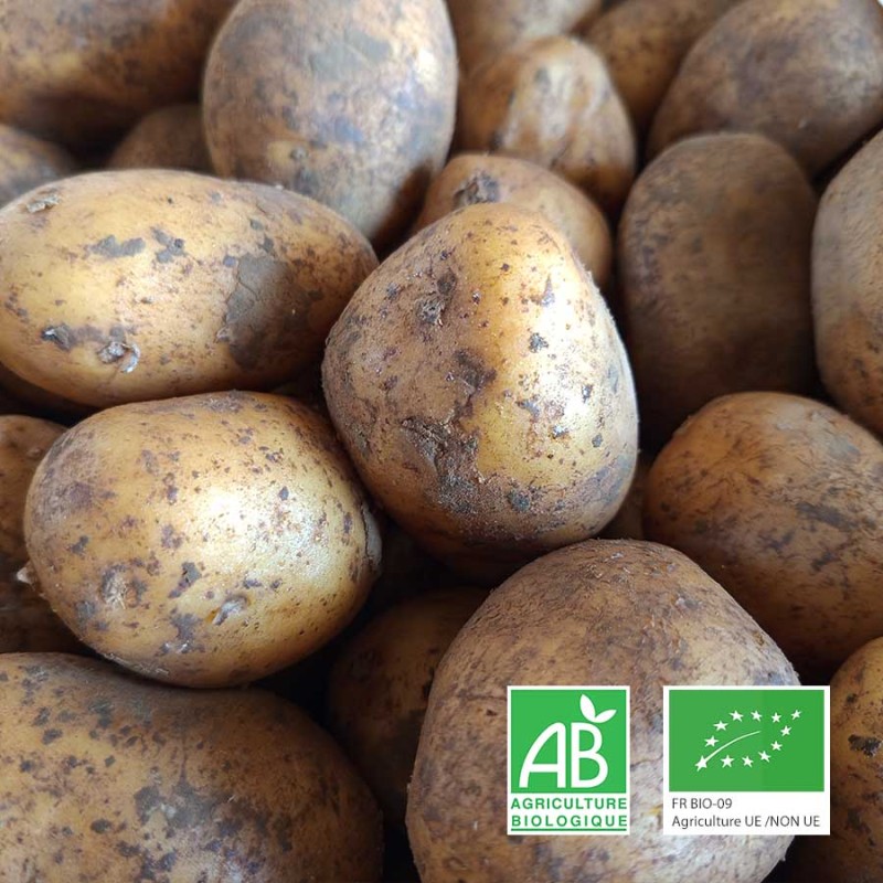Pomme de terre tendre Agria bio