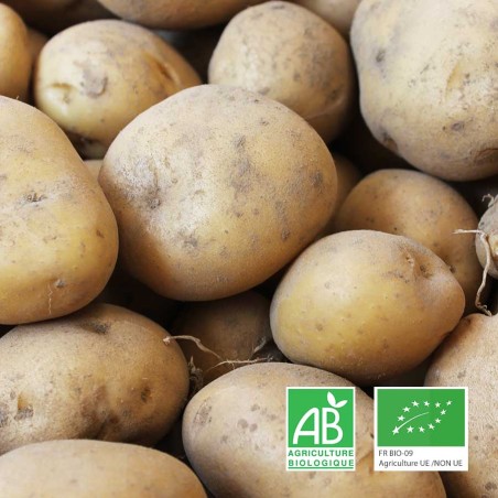 Pomme de terre Charlotte bio
