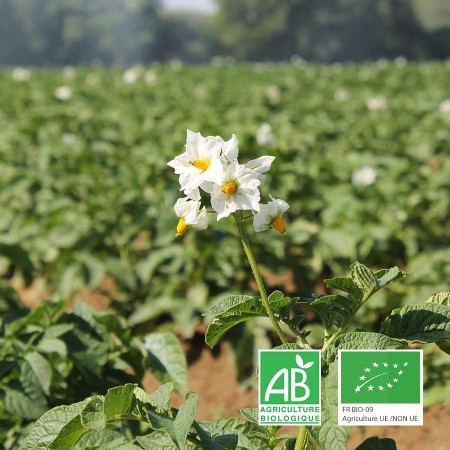Pomme de terre agriculture biologique Anjou