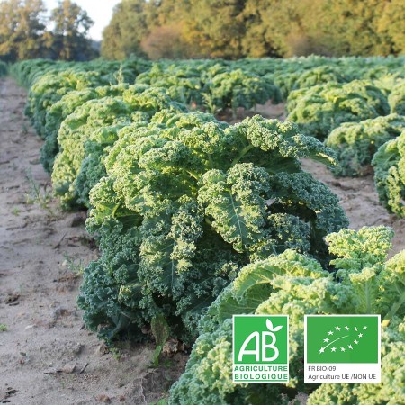 Chou Kale agriculture biologique
